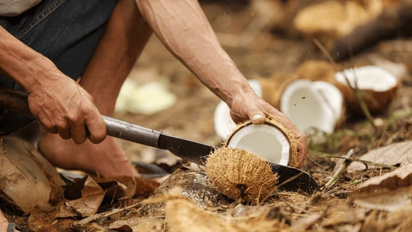 closeup-farmer-hands-opening-coconut-600nw-2691596641